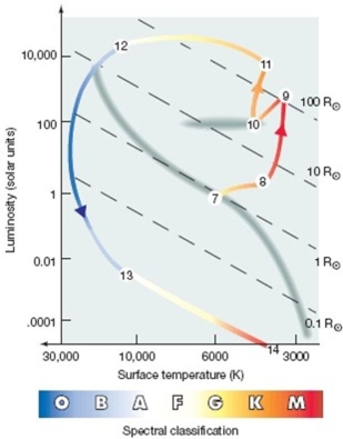   -Refer to the figure above.What is the name of the path between the points labeled 10 and 11? A)  planetary nebula B)  red giant branch C)  horizontal branch D)  asymptotic giant branch E)  white dwarf