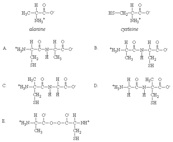 Which of the structures below corresponds to the dipeptide cysteylananine? The parent amino acids are shown below.   A) A B) B C) C D) D E) E