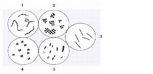 Which numbered portion of the illustration below depicts the bacterial class bacilli?   