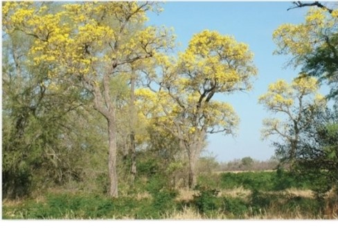   Trumpet trees (Tabebuia caraiba) ,a dry-season deciduous tree would likely be found in which of the following biomes? A) Tropical seasonal forest and scrub. B) Tropical rain forest. C) Desert. D) Midlatitude grassland.