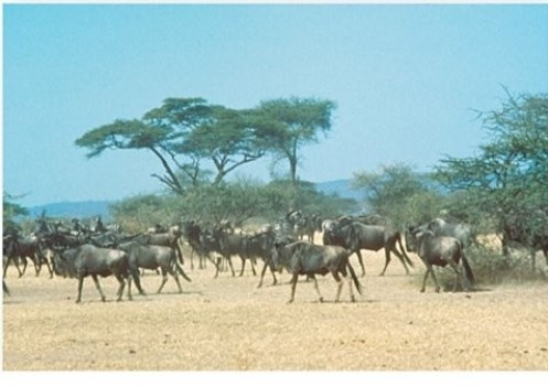   The Serengeti in east Africa is an example of which biome? A) Arctic and alpine tundra. B) Desert. C) Tropical savanna. D) Midlatitude grassland.