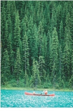   This extensive biome is dominated by evergreen needleleaf forests.Which is this biome? A) Boreal and montane forest. B) Midlatitude broadleaf and mixed forest. C) Tropical seasonal forest and scrub. D) Temperate rain forest.