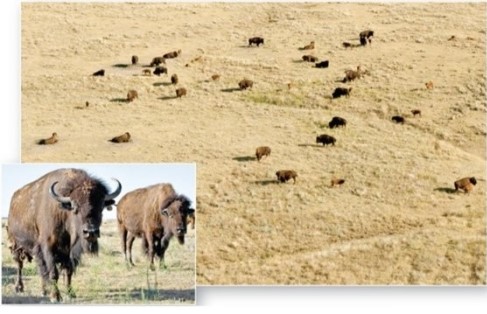   The near annihilation of the American bison (Bison bison) has restricted its occurrence to a few protected remnants and preserves in this biome.Which is this biome? A) Midlatitude broadleaf and mixed forest. B) Tropical savanna. C) Boreal and montane forest. D) Midlatitude grassland.