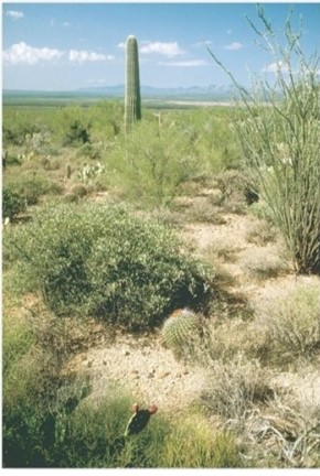   Succulents,such as the saguaro cactus (Carnegiea gigantea) found in southern Arizona,southeastern California,northern Mexico,and the Baja Peninsula,are representative vegetation in which biome? Which biome is this? A) Tropical savanna. B) Deserts. C) Mediterranean shrubland. D) Midlatitude grassland.
