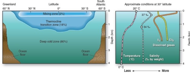   Within the mixing zone and thermocline,which best describes average temperature and salinity? A) These decrease with depth. B) These increase with depth. C) These remain fairly constant with depth. D) These decrease within the mixing zone,but increase the thermocline.