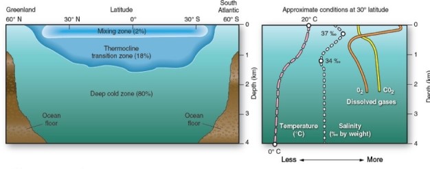  Within the deep cold zone,which best describes average temperature and salinity? A) These decrease with depth. B) These increase with depth. C) These remain fairly constant with depth. D) These decrease within the mixing zone,but increase the thermocline.