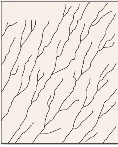   Which is the drainage pattern that is associated with steep slopes? A) Parallel. B) Dendritic. C) Trellis. D) Deranged.