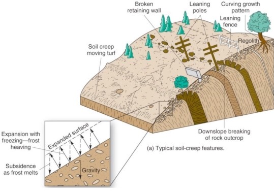   Which is the mass movement process responsible for the curved growing pattern in the trees and the downslope leaning of the utility posts and fences? A) Debris avalanche. B) Soil creep. C) Landslide. D) Rockfall.