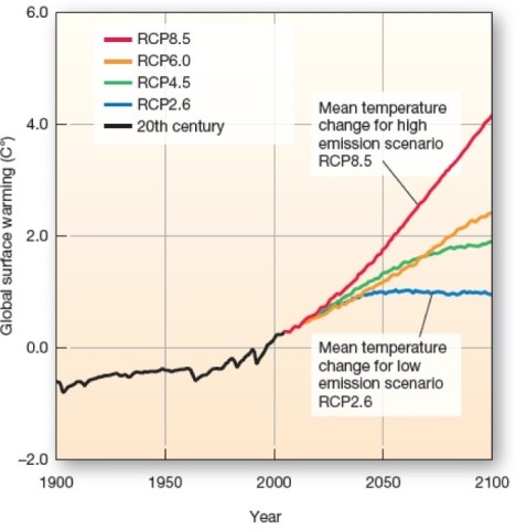   Which scenario predicts the lowest level of warming during the 21st Century? A) RCP6.0-continued use of fossil fuels. B) RCP2.6-efforts to remove CO2 from the atmosphere and major reductions in emissions. C) RCP4.5-stabilization of forcing by year 2100. D) RCP8.5-continued heavy fossil fuel use.