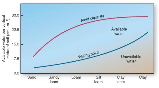   Which of the following states how the amount of water associated with the wilting point in clay compares to that for sand and silt? A) Greater than. B) Less than. C) Approximately the same.