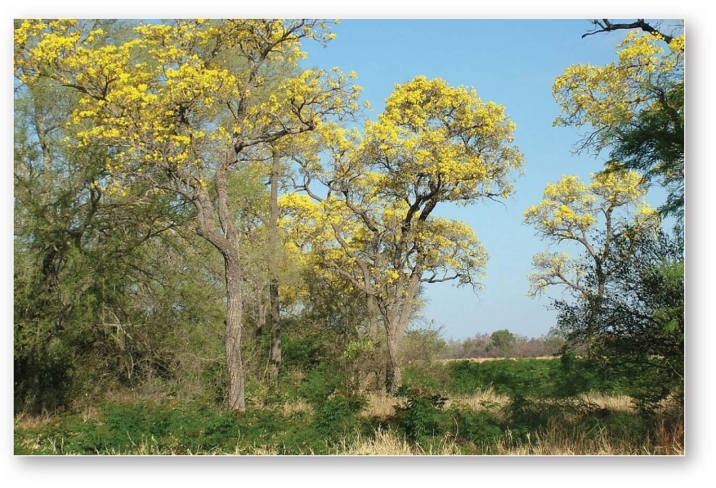   -Trumpet trees (Tabebuia caraiba) ,a dry-season deciduous tree,would likely be found in which of the following biomes? A) Tropical seasonal forest and scrub B) Desert C) Midlatitude grassland D) Tropical rain forest