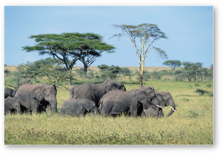   -Acacias and elephants in southern Africa are indicative of which biome? A) Tropical savanna B) Midlatitude grassland C) Arctic and alpine tundra D) Desert