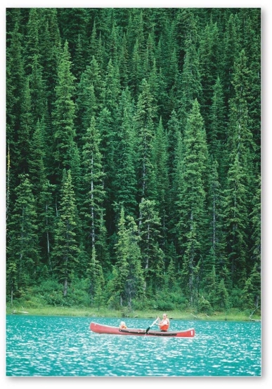   -This extensive biome is dominated by evergreen needleleaf forests. A) Tropical seasonal forest and scrub B) Midlatitude broadleaf and mixed forest C) Temperate rain forest D) Boreal and montane forest