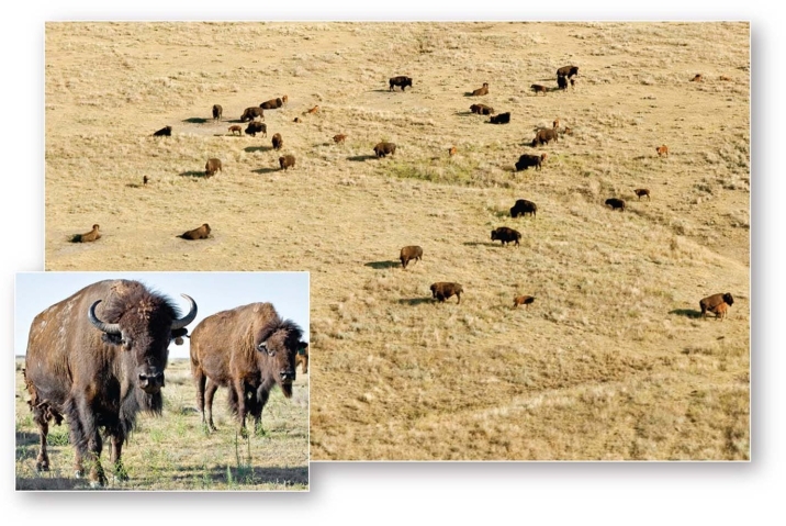   -The near annihilation of the American bison (Bison bison) has restricted its occurrence to a few protected remnants and preserves in this biome. A) Midlatitude broadleaf and mixed forest B) Tropical savanna C) Midlatitude grassland D) Boreal and montane forest