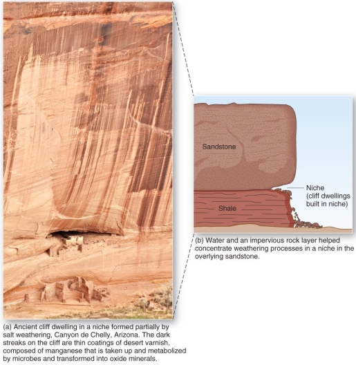  A niche in sandstone, such as that in Arizona's Canyon de Chelly, is indicative of which weathering process? A)  exfoliation B)  carbonation C)  frost wedging D)  salt-crystal growth