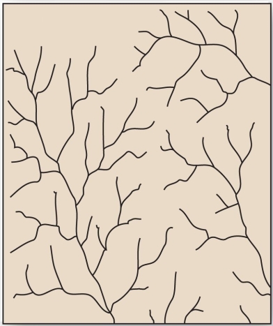   This tree-like drainage pattern efficiently moves water and sediment through its system due to minimization of the total length of each branch. A)  dendritic B)  trellis C)  radial D)  deranged