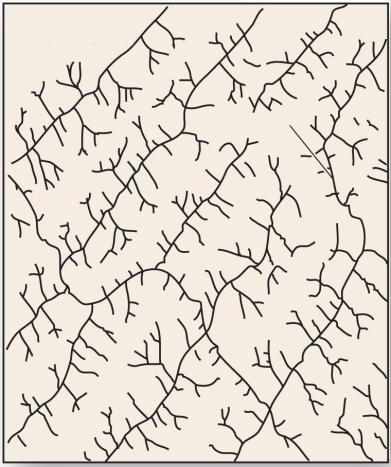   This drainage pattern is characteristic of dipping or folded topography. A)  annular B)  trellis C)  radial D)  rectangular