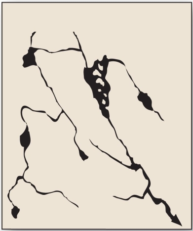   With no clear geometry and no true stream valley, this drainage pattern occurs in areas such as glaciated shield regions. A)  deranged B)  radial C)  parallel D)  dendritic