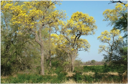  Trumpet trees (Tabebuia caraiba) , a dry-season deciduous tree would likely be found in which of the following biomes? A)  tropical seasonal forest and scrub B)  tropical rain forest C)  desert D)  midlatitude grassland