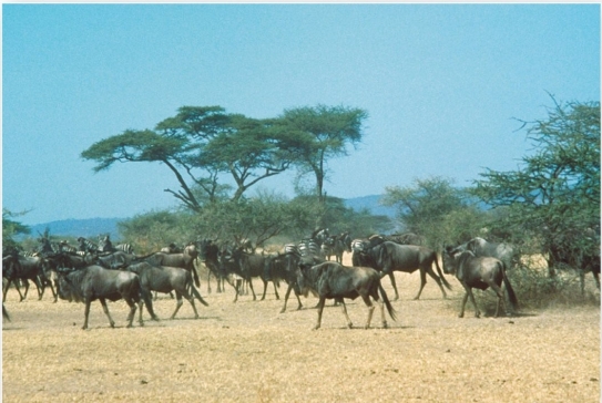   The Serengeti in east Africa is an example of which biome? A)  Arctic and alpine tundra B)  desert C)  tropical savanna D)  midlatitude grassland