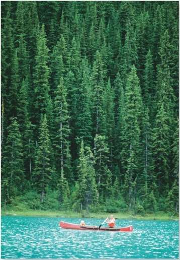   This extensive biome is dominated by evergreen needleleaf forests. A)  boreal and montane forest B)  midlatitude broadleaf and mixed forest C)  tropical seasonal forest and scrub D)  temperate rain forest