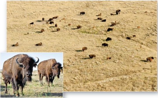   The near annihilation of the American bison (Bison bison)  has restricted its occurrence to a few protected remnants and preserves in this biome. A)  midlatitude broadleaf and mixed forest B)  tropical savanna C)  boreal and montane forest D)  midlatitude grassland