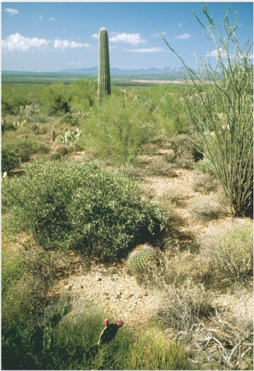   Succulents, such as the saguaro cactus (Carnegiea gigantea)  found in southern Arizona, southeastern California, northern Mexico, and the Baja Peninsula, are representative vegetation in which biome? A)  tropical savanna B)  deserts C)  Mediterranean shrubland D)  midlatitude grassland