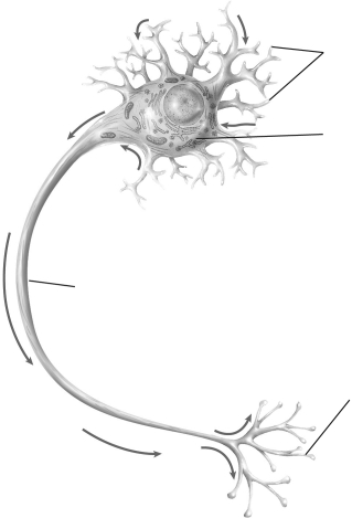 Label the structures indicated on the neuron. Dendrites Cell body Axon Axon terminal   