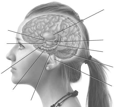 Label the following parts on the diagram of the brain. Hypothalamus Pituitary gland Amygdala Hippocampus Pons Brainstem Cerebellum Reticular Formation Substantia Nigra Thalamus   