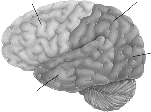 Label the four lobes of the brain. Frontal lobe Parietal lobe Occipital lobe Temporal lobe   