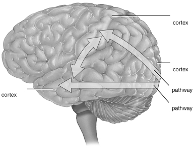 Indicate the two visual pathways and respective brain cortices on the following diagram.   