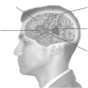 On the diagram below,label the parts of the brain involved in speech. Motor association cortex Broca's area Primary motor cortex Wernicke's area Auditory cortex   