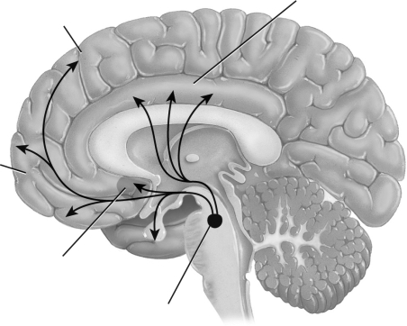 Label the areas that are involved in the reward pathway. Ventral tegmental area Nucleus accumbens Prefrontal cortex Frontal part of cerebral cortex Cingulate cortex   