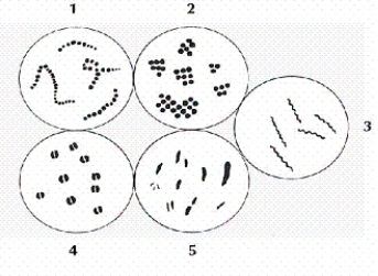 <strong>Which numbered portion of the illustration below depicts the bacterial class bacilli? </strong> A)1 B)2 C)3 D)4 E)5