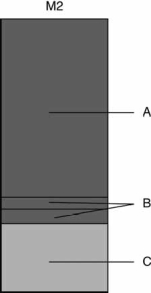 In the following figure, identify each of components A, B, and C of the M2 money supply   A)  A = checking deposits and currency, B = CDs and money market mutual funds, C = savings deposits B)  A = CDs and money market mutual funds, B = checking deposits and currency, C = savings deposits C)  A = savings deposits and checking deposits, B = CDs and money market mutual funds, C = M1 D)  A = savings deposits, B = CDs and money market mutual funds, C = checking deposits and currency E)  A = M1, B = CDs and money market mutual funds, C = checking and savings deposits