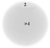 Consider the following model of a generic atom.   Which of the following is correct regarding the  regions  labeled 1 and 2? A) Region 1 contains most of the mass and is negatively charged. B) Region 2 contains very little mass and is positively charged. C) Region 1 contains most of the mass and is positively charged. D) Region 2 contains very little mass and is not charged. E) Region 1 contains most of the mass and not charged.