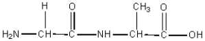 Consider the following amino acid structures:       glycine alanine serine Identify the C-terminal acid and the N-terminal acid in the following dipeptide:   C-terminal acid N-terminal acid A) glycine alanine B) glycine serine C) alanine serine D) alanine glycine E) serine glycine