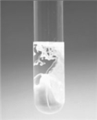 Cu(OH) <sub>2</sub> can be obtained from the addition of excess NaOH solution to a solution of Cu(NO<sub>3</sub>) <sub>2</sub> as shown in the figure.   If the NaOH is added to 35.0 mL of 0.167 M Cu(NO<sub>3</sub>) <sub>2</sub> and the precipitate isolated by filtration,what is the theoretical yield of the reaction? A) 0.471 g B) 585 g C) 1.10 g D) 0.570 g E) 1.14 g