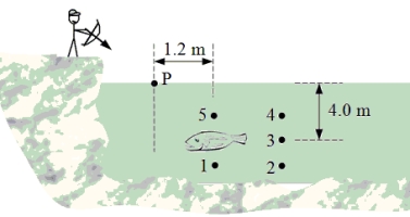 A fish swims 4.0 m below the surface of a still lake as shown in the figure. When an archer attempts to shoot the fish, the arrow enters the water at point P that is a horizontal distance 1.2 m from the fish.   -At which of the numbered positions should the archer aim to hit the fish? A) 1 B) 2 C) 3 D) 4 E) 5