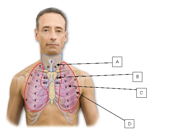 <strong>The nurse is auscultating the client's lungs and is able to auscultate bronchovesicular sounds over the client's left lung. Which location would the nurse use when auscultating this type of lung sound? </strong> A) A. B) B. C) C. D) D.