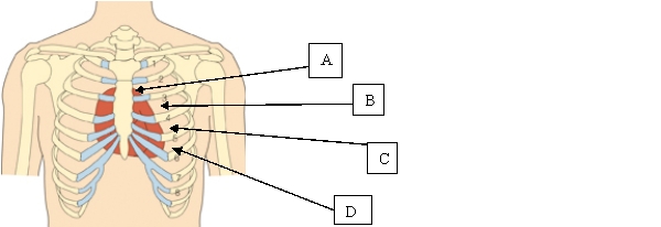The nurse is assessing the client's cardiovascular system during the physical assessment. Which location will the nurse use to palpate the point of maximal impulse/apical pulse?   A)  A. B)  B. C)  C. D)  D.