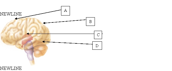 The nurse is caring for a client having problems with emotional appropriateness as a result of a brain injury. Based on this data, which area of the brain has been damaged?   A)  A. B)  B. C)  C. D)  D.