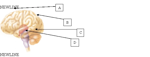 The nurse is caring for a client with a traumatic brain injury (TBI) . The client begins to experience bradycardia. Which area of the brain is likely responsible for the changes in heart rate?   A)  A. B)  B. C)  C. D)  D.