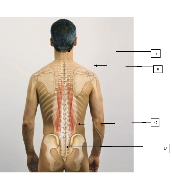The nurse is preparing to assess the posterior spine of a client. Which is the landmark the nurse will use to determine symmetry?   A)  A. B)  B. C)  C. D)  D.