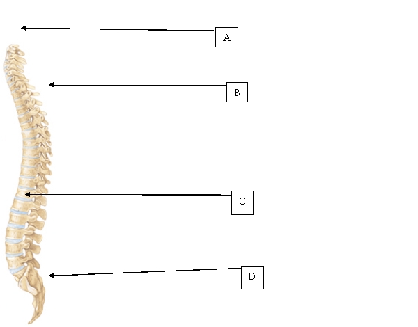 The school nurse is assessing adolescent females for scoliosis. Which area of the spine does the nurse plan to assess?   A)  A. B)  B. C)  C. D)  D.