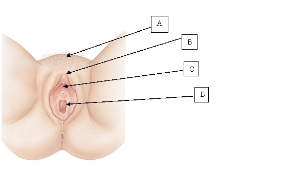 An adolescent client has been brought to the clinic with complaints of pain. After an examination it is determined that the client has an inflamed Bartholin's cyst. The client and her mother ask the nurse to show them the location of the gland involved. Which location does the nurse show the client and her mother?   A)  A. B)  B. C)  C. D)  D.
