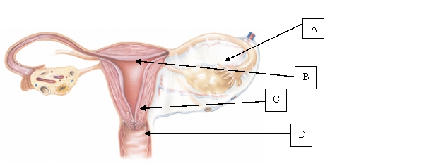 <strong>The nurse is caring for a pregnant client. The nurse notes the healthcare provider has documented the client has a positive Goodell's sign. Where is Goodell sign located? </strong> A) A. B) B. C) C. D) D.