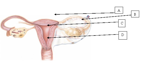 The nurse is reviewing the technique used to obtain an endocervical specimen on a client. Which location will the nurse use to obtain this specimen?   A)  A. B)  B. C)  C. D)  D.
