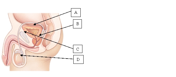 The nurse is providing education to a client who has been experiencing symptoms consistent with benign prostatic hyperplasia (BPH) . The nurse presents a diagram the client to illustrate the location of the prostate. Which location will the nurse identify for the client during the teaching session?   A)  A. B)  B. C)  C. D)  D.