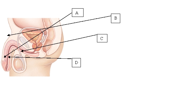The nurse is caring for a client who has hypospadias. When assessing this client, where does the nurse anticipate to find the urinary meatus?   A)  A. B)  B. C)  C. D)  D.